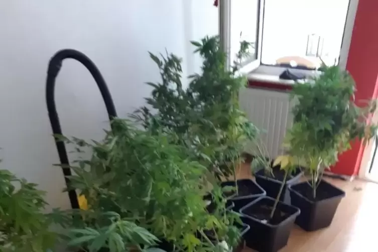 Ein Teil der in einer Zweibrücker Wohnung sichergestellten Cannabispflanzen.