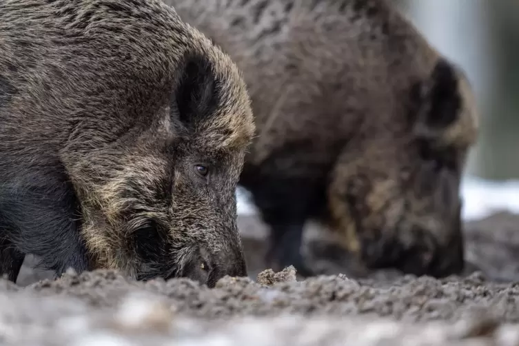 Bei der Suche nach Nahrung können Wildschweine große Schäden anrichten. Das zu verhindern ist eine Aufgabe der Jagdgenosschensch