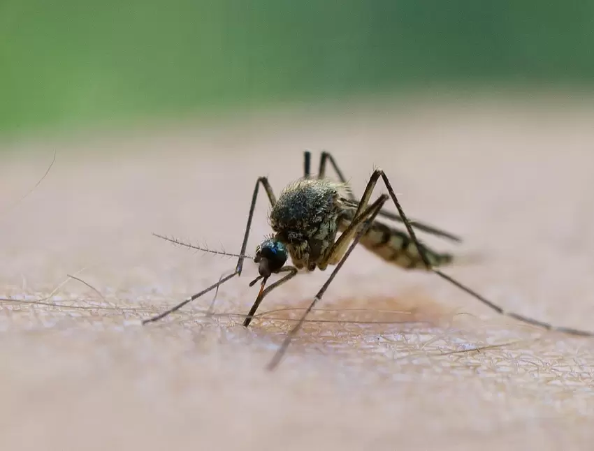 MYTHOS NUMMER SECHS: Mücken lieben »süßes« Blut. BEWERTUNG: Falsch. FAKTEN: Für den Insektenexperten Julian Heiermann ist das ei