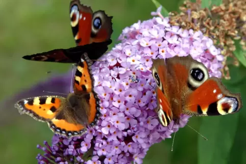65 Prozent der Schmetterlinge sind laut Umweltminiterium gefährdet.