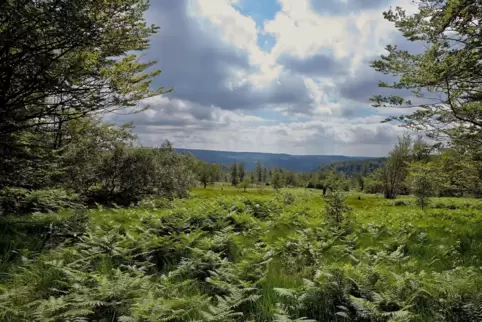 Nationalpark Hunsrück-Hochwald