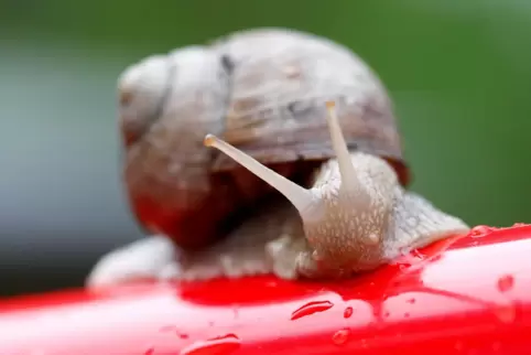 Bislang von einer eigenen Landesverordnung vor übereifrigen Sammlern geschützt: die Weinbergschnecke. 