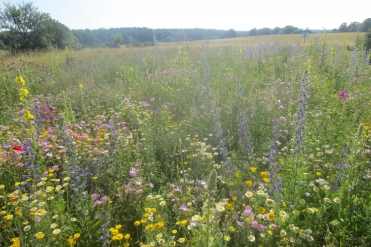 3000 Quadratmeter bl&uuml;hendes Wiesengel&auml;nde f&uuml;r Insekten aller Art. 