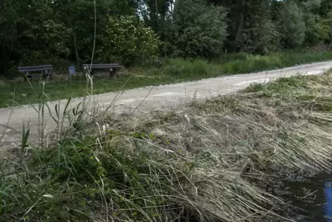 Unter anderem Teichrohrsänger sollen im Schilf am Roxheimer Altrheinpfad ihr Habitat haben, sagen die Naturschützer. 