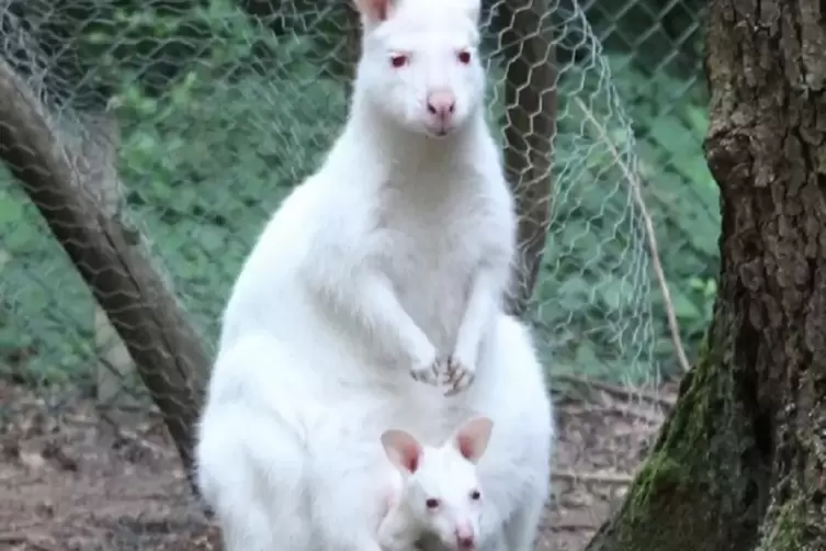 Lässt ihr Kleines im Siegelbacher Zoo inzwischen frische Luft schnuppern: Känguru-Dame Monja. 
