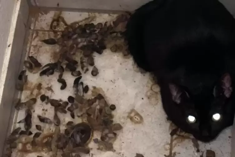 Die Tierretter fanden die Katzen zwischen Müll und Exkrementen vor. 