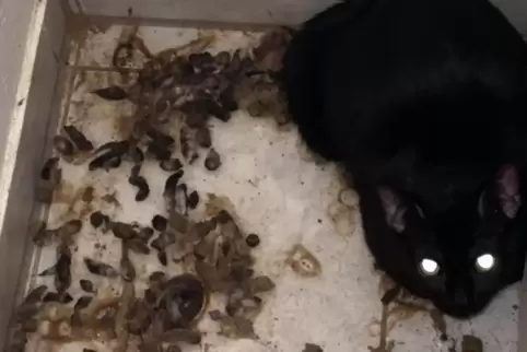 Die Tierretter fanden die Katzen zwischen Müll und Exkrementen vor. 