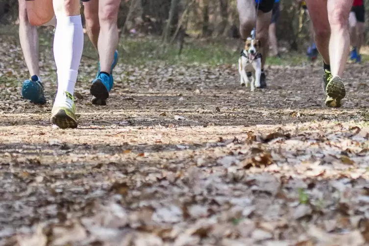 Asphalt ist tabu: Beim Trailrun führt die Strecke über Waldwege.