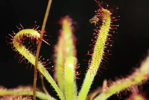 Die fleischfressende Pflanze Drosera arachnoides am Wuchsort auf Madagaskar. 