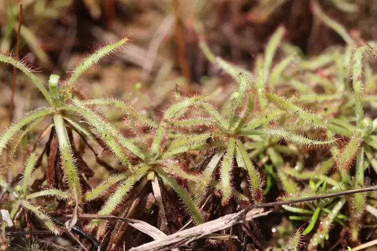 Die fleischfressende Pflanze Drosera arachnoides am Wuchsort auf Madagaskar. 
