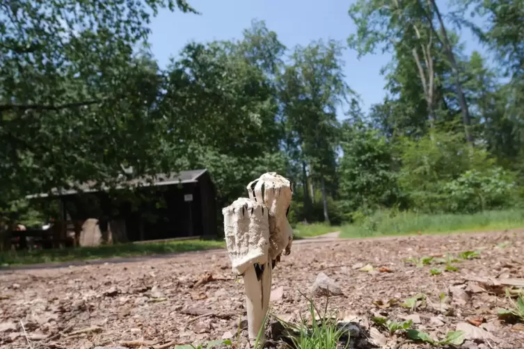 Wohl vom Vorjahr: vertrocktneter Pilz am Forstfahrweg bei der Kirschbaumh&uuml;tte. 