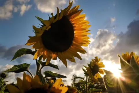 Am Sonntag setzt sich bei bis zu 25 Grad die Sonne meist gegen die Wolken durch. 