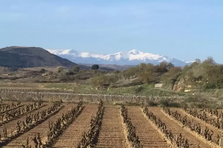 Typischer Weinberg in der Rioja mit Blick auf die Sierra de la Demanda. 