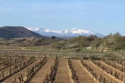 Typischer Weinberg in der Rioja mit Blick auf die Sierra de la Demanda. 