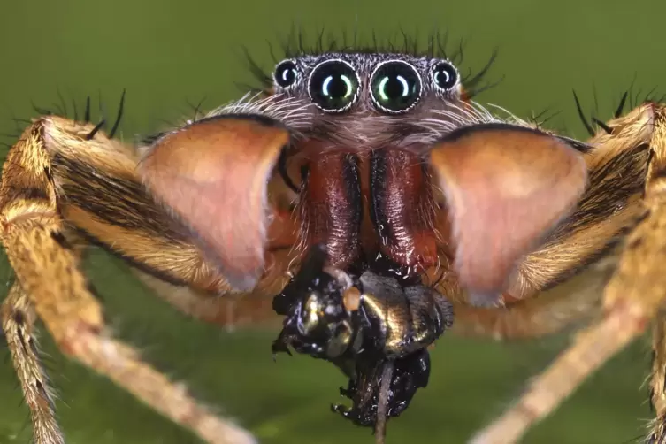 HaarigEin besonders ansehnliches Exemplar ist die Spring-Spinne, lateinisch Marpissa pomatia. 