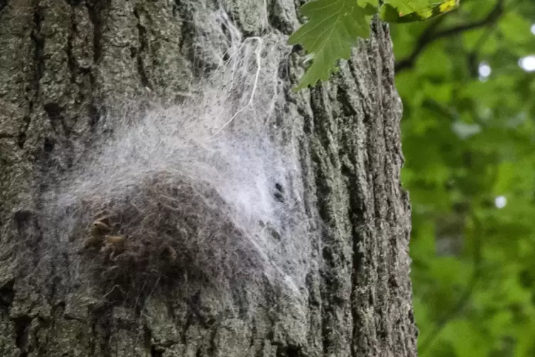Ein Nest der Eichenprozessionsspinner an einem Baum bei Mühlbach am Glan. Wer so etwas entdeckt: lieber Abstand halten. 