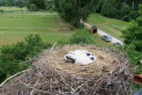 Drei Jungstörche auf der Kollerinsel bei Otterstadt: Sie sind im Juni beringt worden.