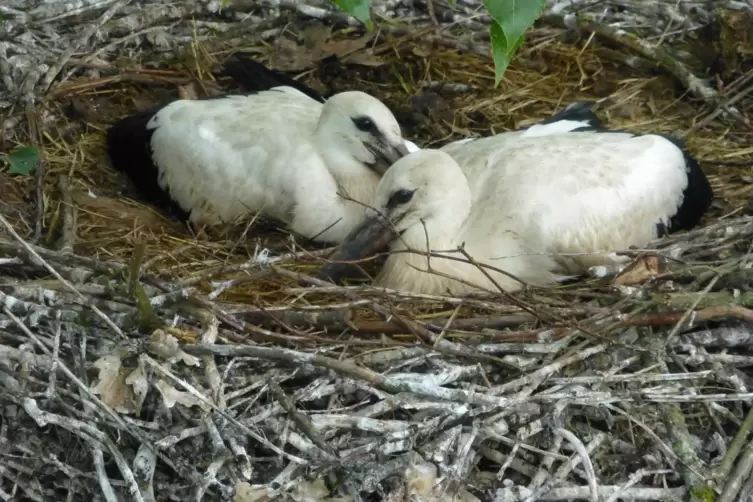 Auch in Hanhofen gibt es Jungst&ouml;rche: Diese beiden wachsen in einem Nest am Kandelhof auf.