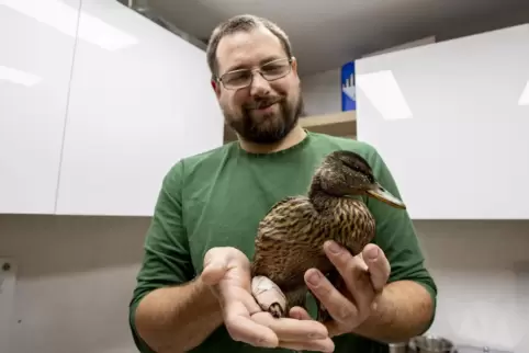  Karsten Tide mit einer Stockente, die am Volkspark angefahren wurde und ein gebrochenes Bein hat. 