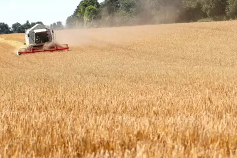 Ein Feld mit Sommergerste wird von einem Mähdrescher geerntet.