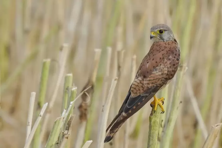 Turmfalke.