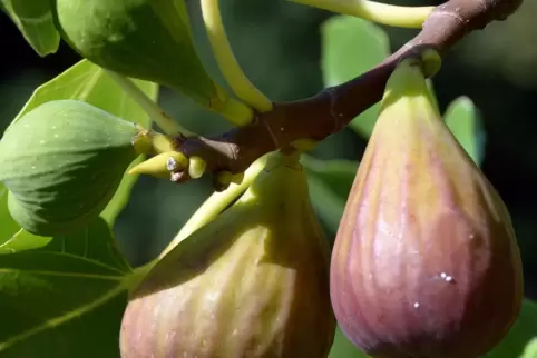 Für die Aromaausprägung der Feigen sind knallheiße Sommertage geradezu ideal.