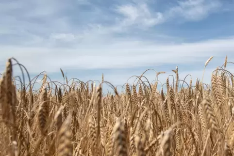 Die kühle erste Julihälfte hat die Getreidereife verzögert.