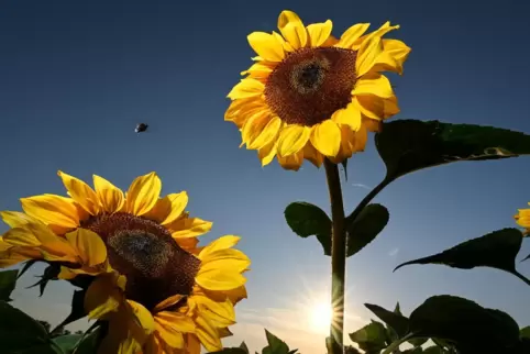 Ein sommerlich warmes Wochenende wartet auf die Menschen in Rheinland-Pfalz. 