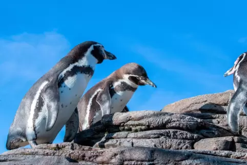 Humboldtpinguine 