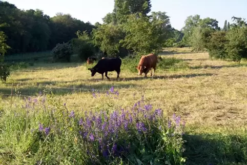 Seit drei Jahren dürfen im Forster Bruch keine Tiere mehr weiden, die der Lebensmittelgewinnung dienen. 