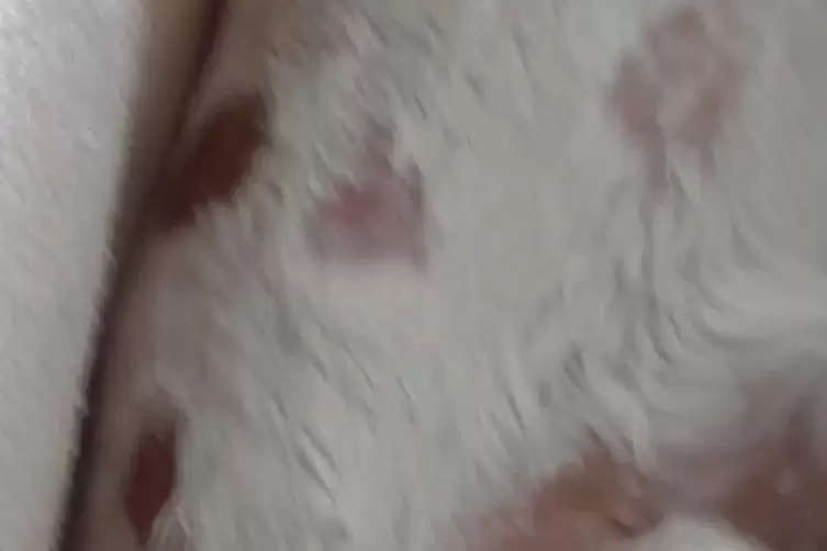 Bisswunden und H&auml;matome bei der kleinen Gina nach der Attacke des Sch&auml;ferhundes. 