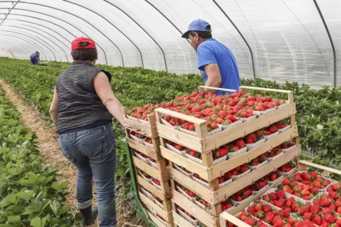 In Rheinland-Pfalz wurden in diesem Jahr nur 3700 Tonnen Erdbeeren geerntet, gegenüber 5600 Tonnen im Vorjahr. 