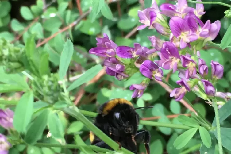 Und wieder ausgesetzt: Vielleicht hat die Bl&uuml;te ja Nektar f&uuml;r die vom Fliegen ersch&ouml;pfte Hummel. 