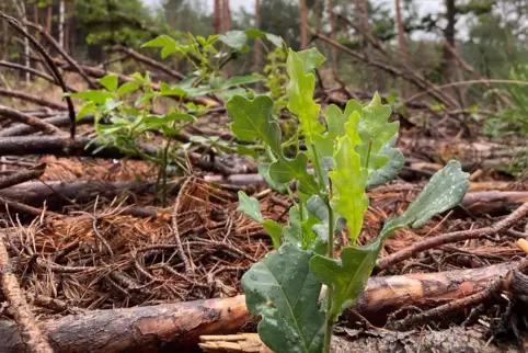 Eine kleine Eiche wächst zwischen morschem Holz. Die Natur will im Wald bei Iggelheim nicht aufgeben. Förster Jens Hornbach auch