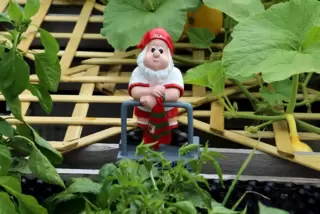 Sandra und Maximilian Pantuschky haben seit drei Jahren ein Gärtlein in Landau – natürlich mit Gartenzwerg.