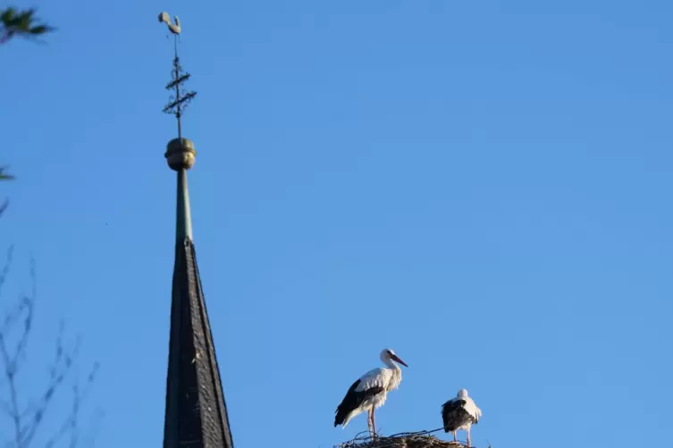 Zwei St&ouml;rche in einem Nest auf dem Nachbarhaus von Peter Waldecker. Im Hintergrund der Kirchturm. 
