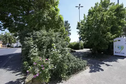 „Jeder Baum und Strauch ist wichtig“, sagt Thomas Hebich über den Maxdorfer Kerweplatz.