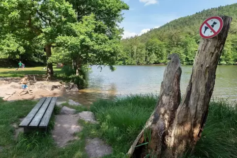 Immer wieder mal Thema: die Algenentwicklung in Badeseen wie dem Seehof – ein Risiko für Allergiker und Kinder. 