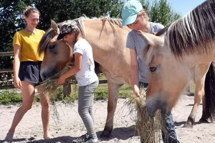 Die Pferde Willi und Leo genießen die Aufmerksamkeit der Entdeckercamp-Besucher.