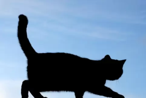 Die Katzenbesitzer hatten vor Gericht keinen Erfolg. 