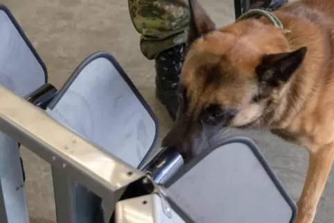 Donnie ist ein Spürhund der Bundeswehr und wird zum Corona-Spürhund ausgebildet. 