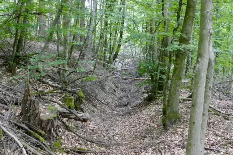 Am Fu&szlig; des Mosisbergs durchziehen den Wald tiefe Gr&auml;ben &ndash; &Uuml;berreste der preussischen Schanzen?