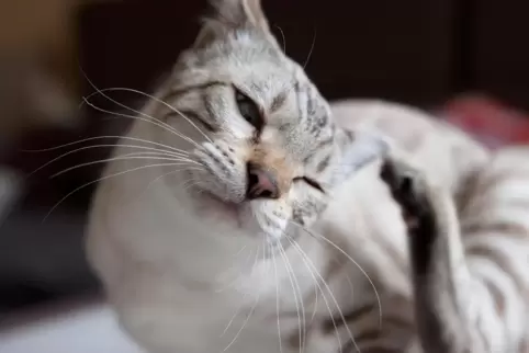 46 erwachsene Katzen (hier ein Symbolbild) und vier Welpen hat die Kreisverwaltung Bad Dürkheim aus einem Haus im Leiningerland 