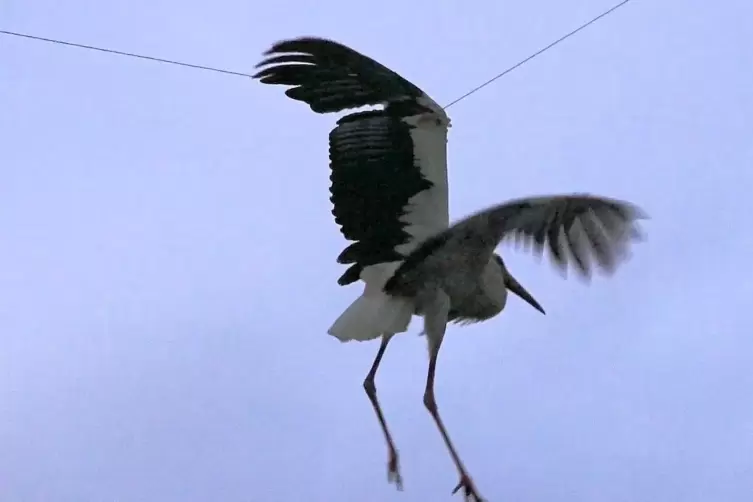 Der Storch hatte sich in der Leitung verfangen und hing in etwa 20 Metern Höhe fest.