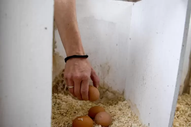 H&uuml;hnerhalterin Vanessa Jan&szlig;en holt Eier aus der Legebox. 
