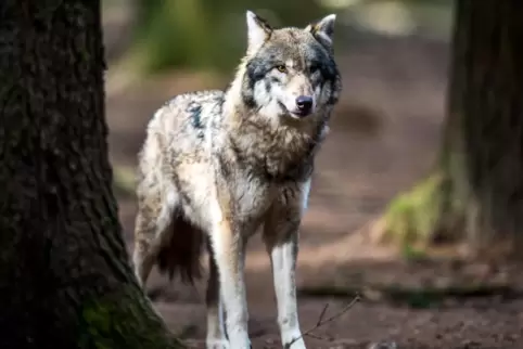 Für zwei getötete Kälber in der Nähe von Roscheid soll ein Wolf verantwortlich sein. 