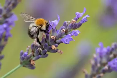 Am Lavendel: eine Hummel. 