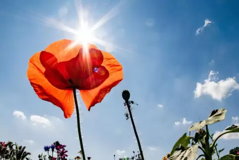 Die Menschen in Rheinland-Pfalz können sich zum Wochenstart auf sommerliche Temperaturen einstellen. 