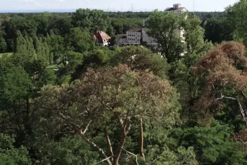 Nicht mehr zu übersehen: die Schäden an Bäumen rund um die Holzmühle.
