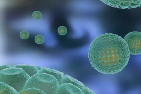 Eine vorbeugende Impfung gegen eine Ansteckung mit Hepatitis-C-Viren gibt es nicht. Die von ihnen ausgelöste Krankheit kann nur 